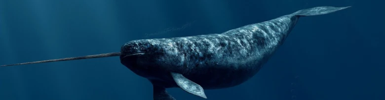 Fotografie mořského savece narvala plavajícího v oceánu.
