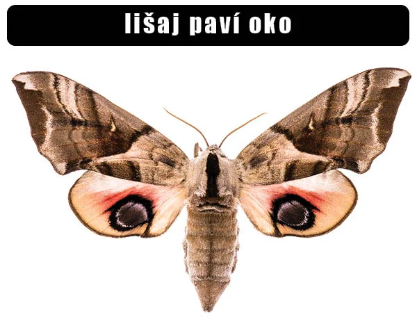 Fotografie motýla lišaj paví oko s očima na křídlech.