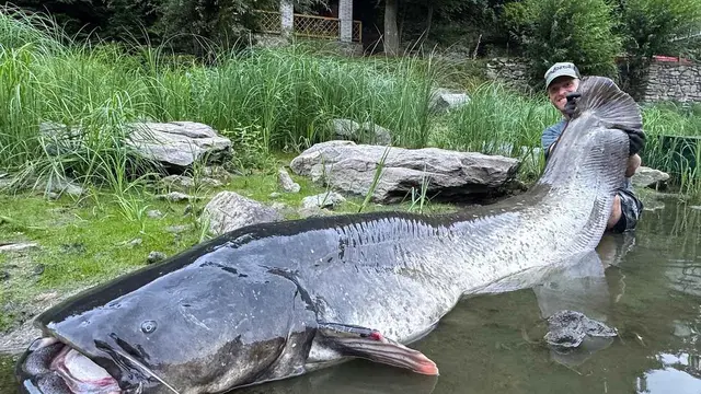 Muž drží obrovského sumce vytaženého z vody na břehu.