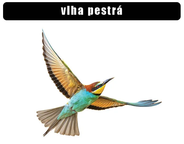 Evropský včelař ve vzduchu s roztaženými křídly.
