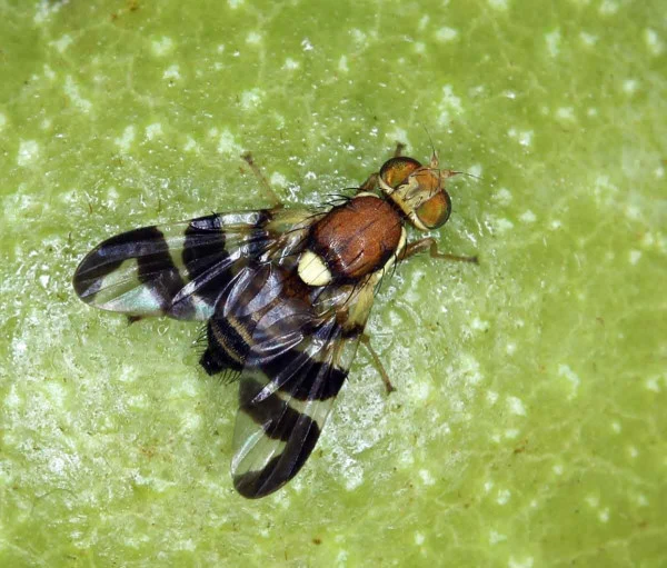 Fruit fly on green surface
