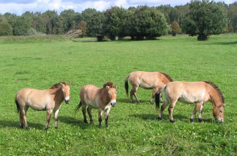 Čtyři divoké koně Převalského pasou na zeleném louce.