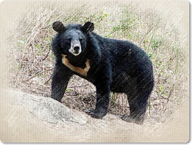 Asiatic black bear