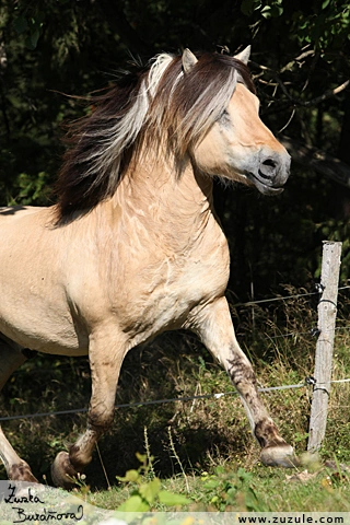 Fjordský kůň běží volně v přírodě s tmavou hřívou.