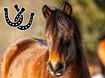 Brown horse head and neck
