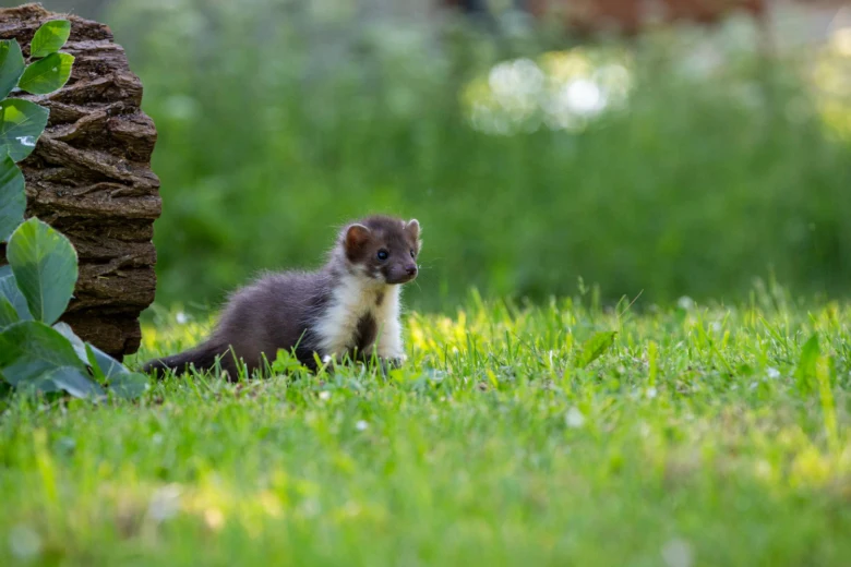 Stoat in grass