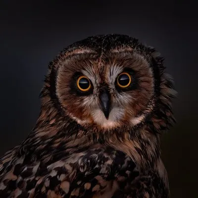 Portrétní fotografie kalous pustovky s výraznýma žlutýma očima.
