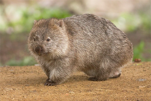 Hnědý vombat z Austrálie stojí na suché půdě.