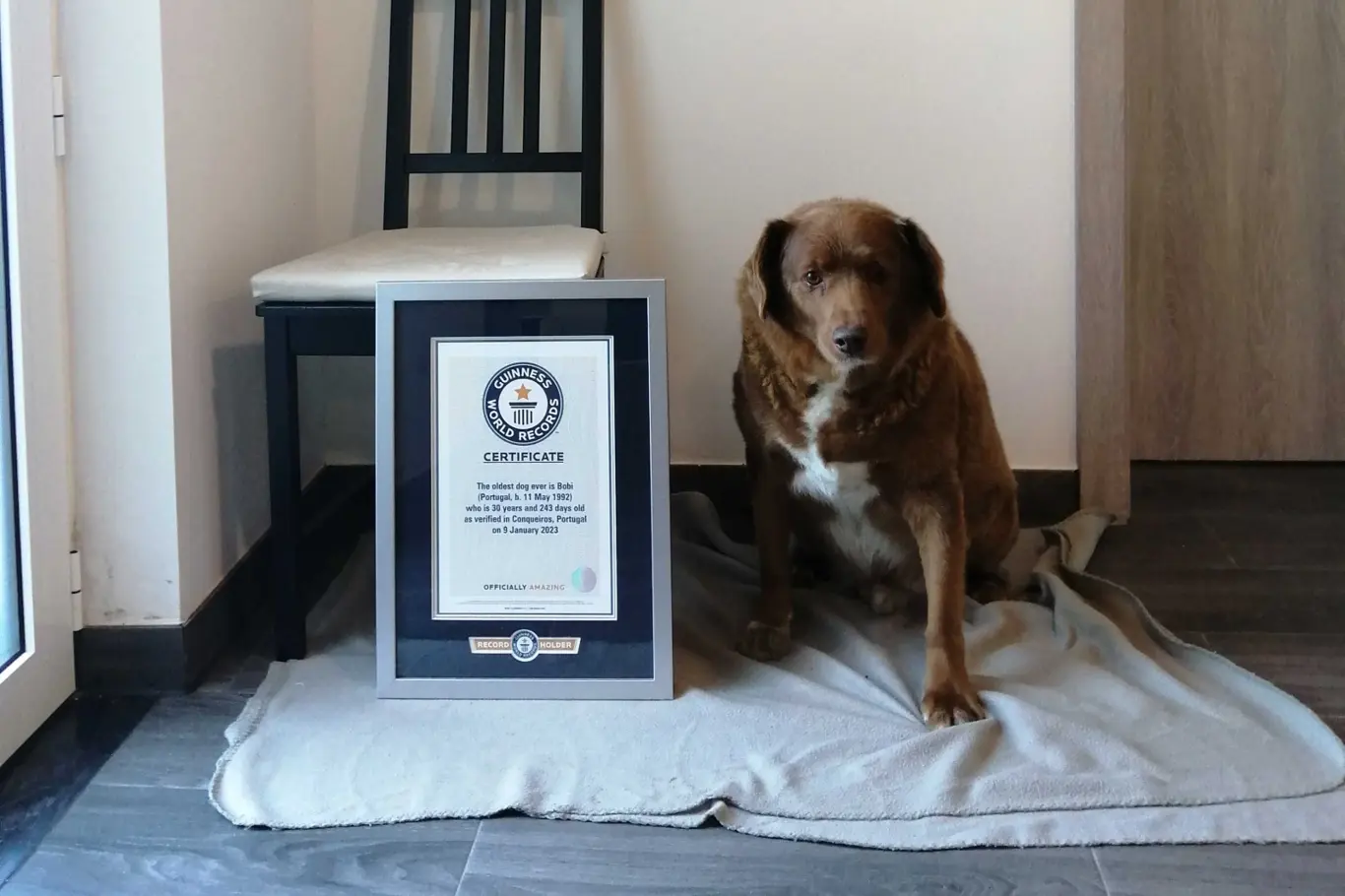 Nejstarší pes na světě s certifikátem od Guinessovy knihy rekordů.