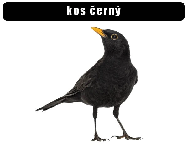Fotografie kosu černého s žlutým zobákem na bílém pozadí.