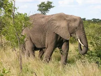 Afrikan slon chodí po travnaté savaně s keři v pozadí.