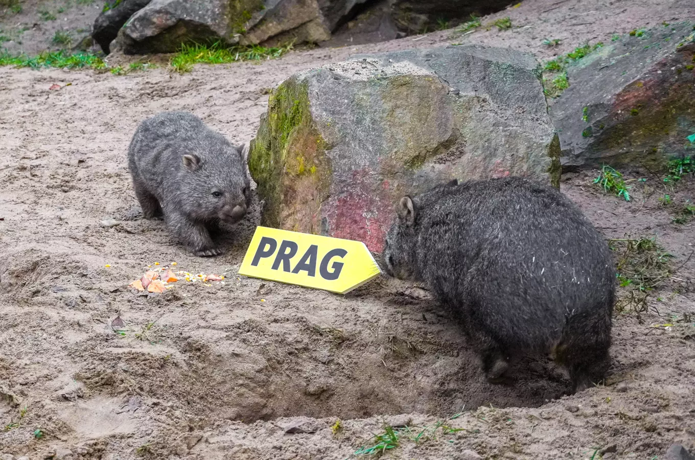 Dva vombati u kamene s žlutou tabulkou označenou PRAG.
