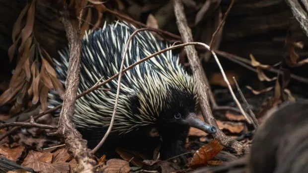 Ježura australská hledá potravu mezi suchými listy.