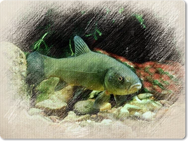 Lín obecný plavící se mezi kameny v potoku