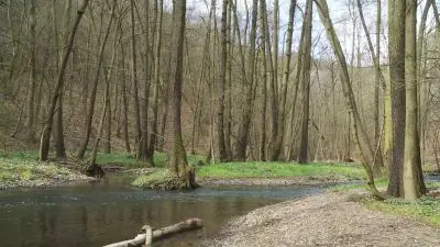 Řeka protéká lesní oblastí s holými stromy na březích.