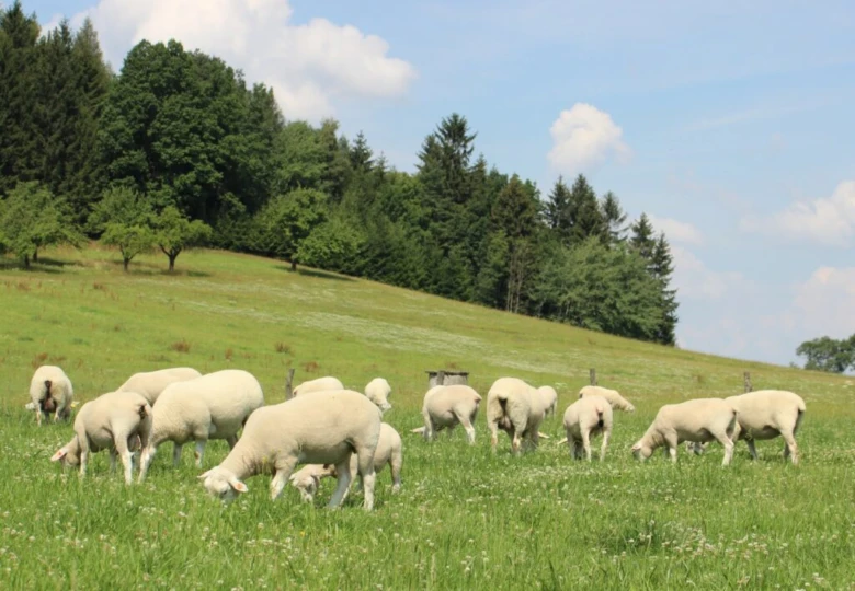 Stádo ovcí pasou na zelené louce pod modrou oblohou.
