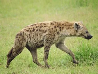 Spotted hyena walking in grassland