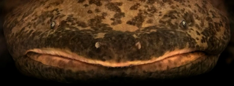 Detail hlavy japonského obřího žabochaňka s tmavými skvrnami.