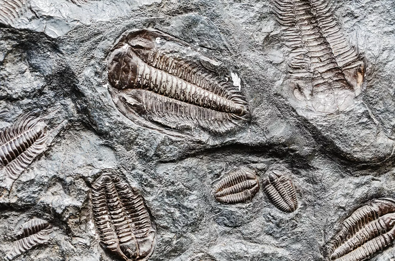 Fotografie trilobitů v hornině jako objevy Joachima Barrandeho.