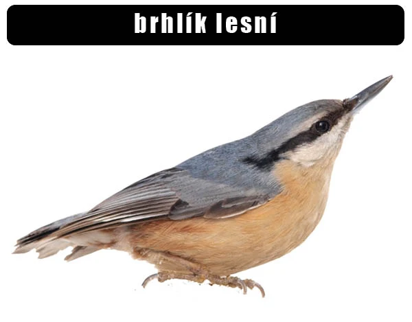 Fotografie brhlika lesního s modrošedým hřbetem na bílém pozadí.