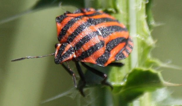 Striped shield bug on plant stem