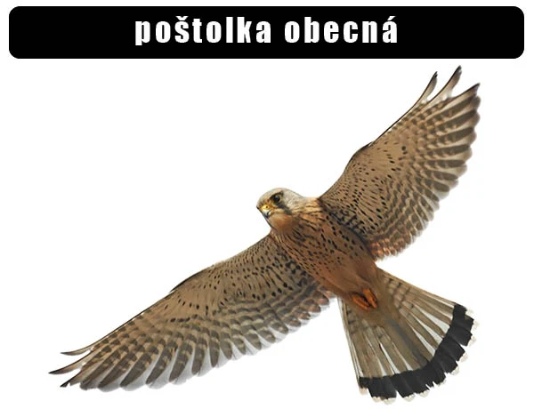 Poštolka obecná v letu s roztaženými křídly.
