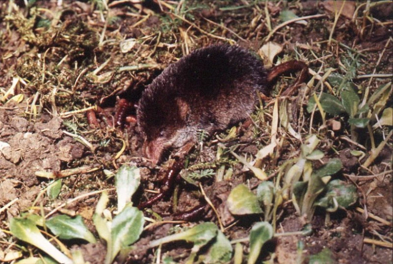 Common shrew in nature