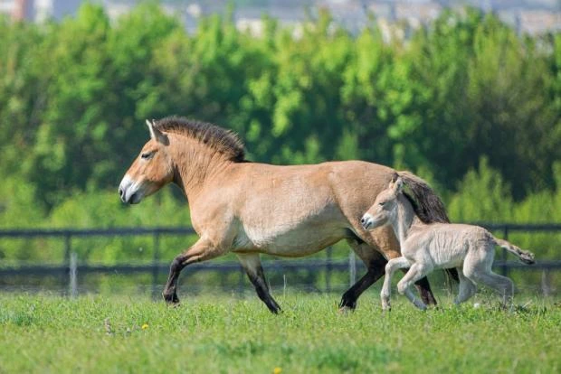 Przewalski's horse and foal running