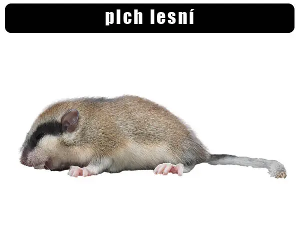 Plch lesní leží na bílém pozadí s charakteristickým pruhem.