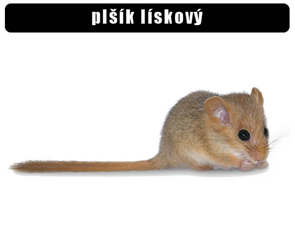 Plšík lískový - evropský plíšek s dlouhým ocasem na bílém pozadí.