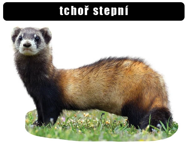 Tchoř stepní stojí na trávníku s bílým pozadím.