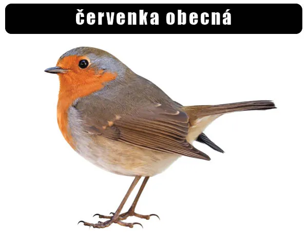 Fotografie červenky obecné s oranžovým hrdlem na bílém pozadí.