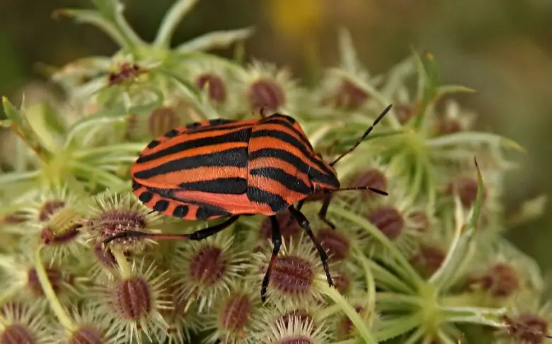 Striped shield bug on plant