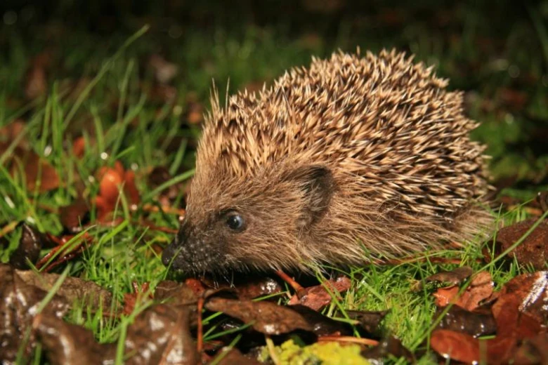Hedgehog in grass and leaves