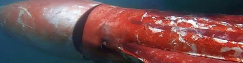 Obrovská krakatice plavoucí pod vodou s červeným tělem.