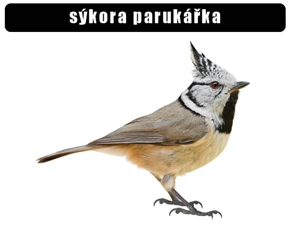 Fotografie sýkoru parukáře na bílém pozadí.
