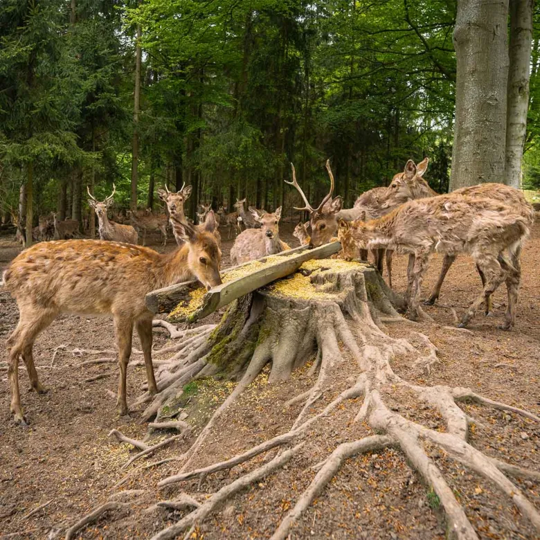 Srkovité jeleny se krmí v lesní oborě Svatý Linhart.