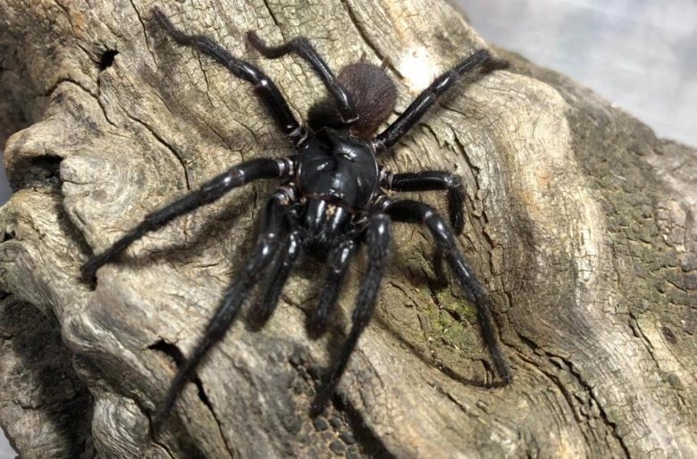 Velký černý australský pavouk sklípkanec na kusu dřeva.