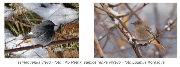 Samec a samice rehka sedící na větvích v zimním prostředí.