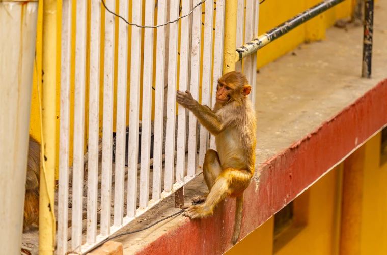 Makaka rhesus sedící na červeném okraji vedle bílých pruhů.