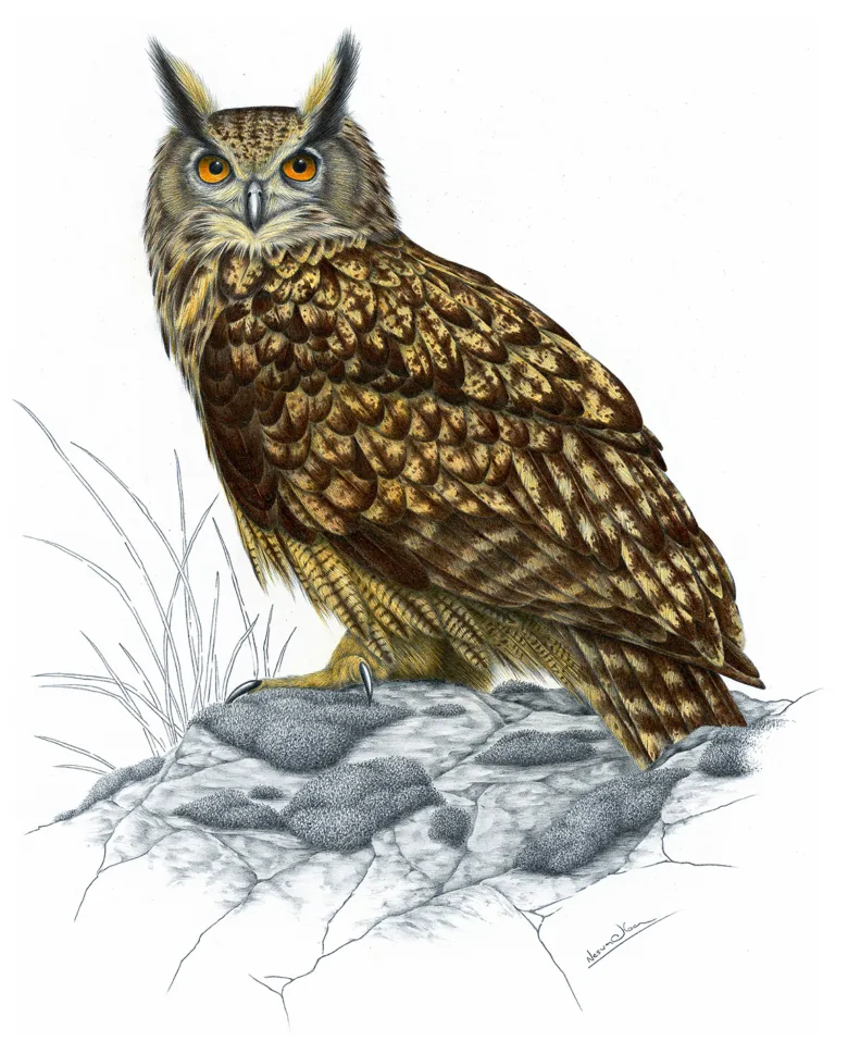 Ilustrace evropského výru velkého sedícího na skále.