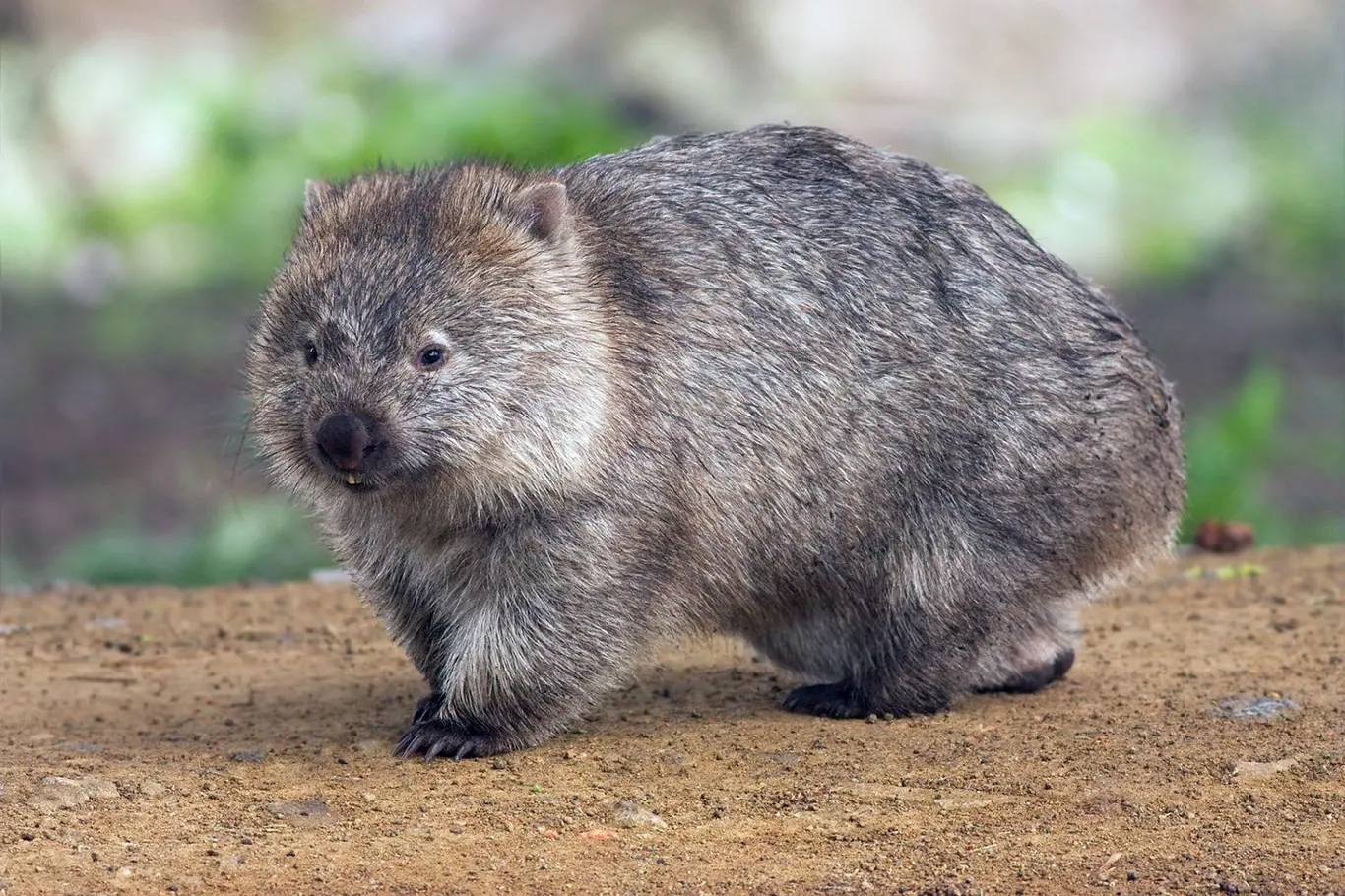 Vombat z Austrálie stojící na zemi v přírodě.