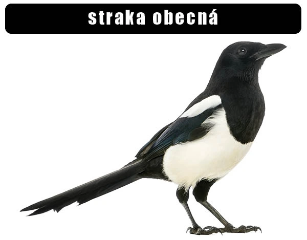 Straka obecná, černobílý pták s dlouhým ocasem.