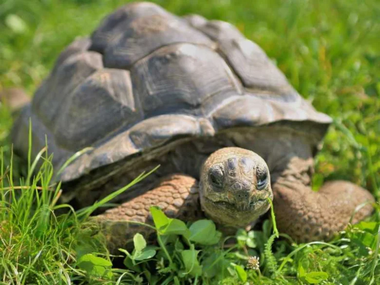 Obrovská želva sedí na trávníku a podívá se do kamery.