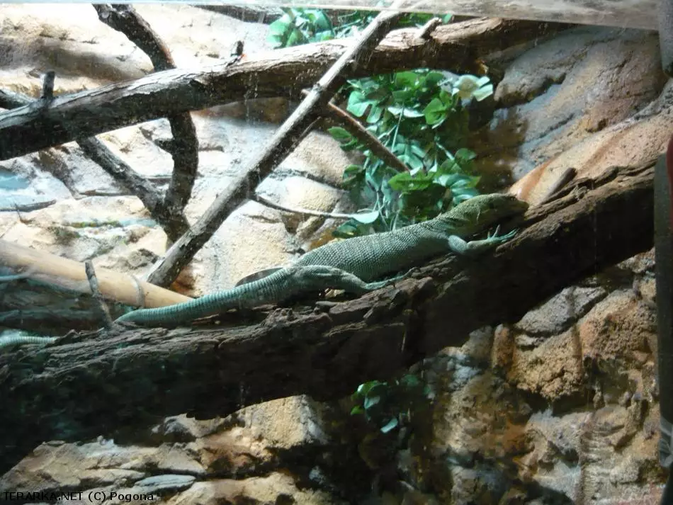 Zelený varan smaragdový na větví v terériu s rostlinami.