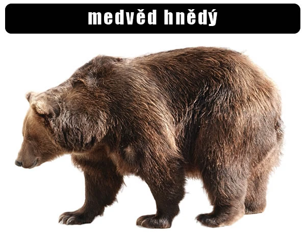Fotografie hnědého medvěda stojícího na čtyřech nohách.