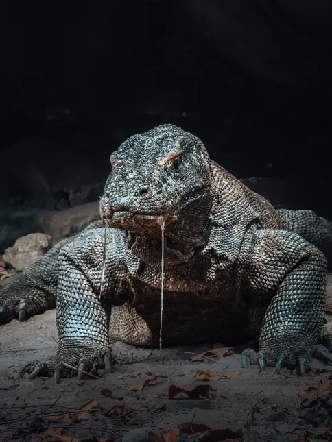 Komodský varan sedí na zemi s visící slinou.