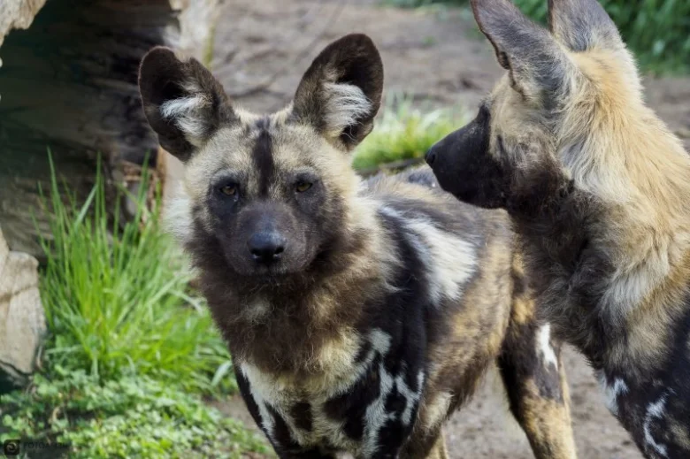 Dva afričtí psi hyenovití stojící v přírodě.