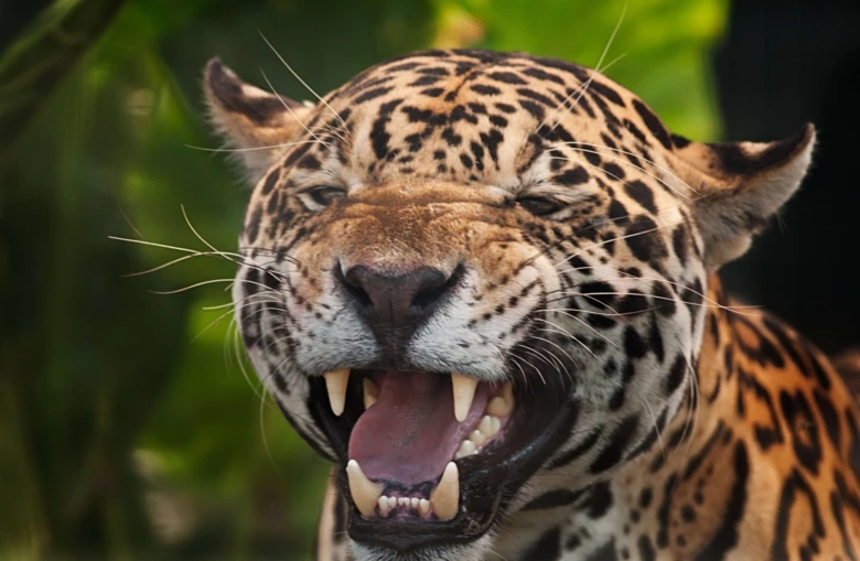 Portrét amerického jaguára s otevřenou tlamou v přírodě.