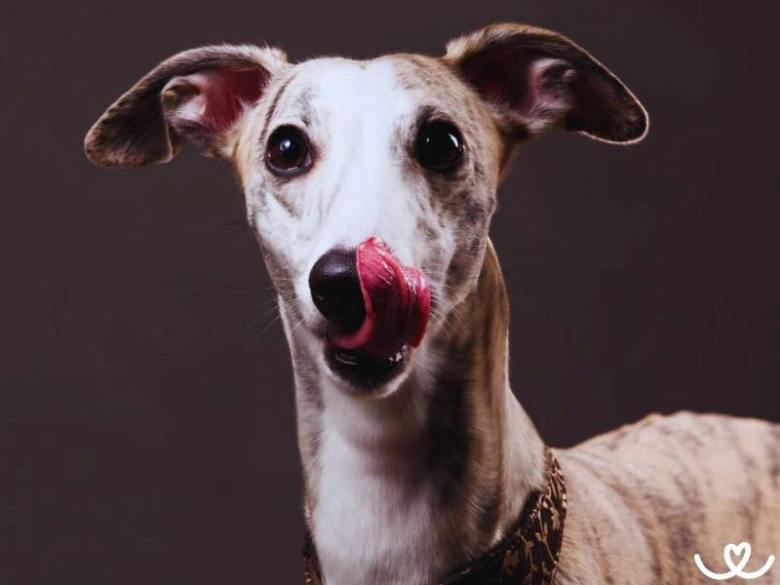 Portrétní fotografie štěkajícího psa plemene whippet lížoucí si nos.